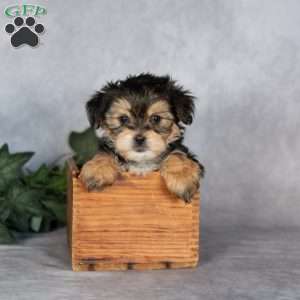 Gabriella, Morkie / Yorktese Puppy